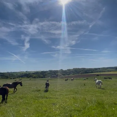 Oak Wood Ranch Guest Marsberg